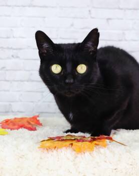 Rescue Domestic Short Hair Cats for Adoption in Ashland, Kentucky - Taffy | PetCurious