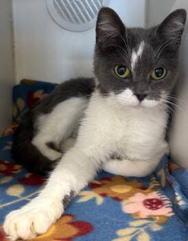 Bree -  Domestic Short Hair Cat for Adoption in Tulsa, Oklahoma - Bree | PetCurious