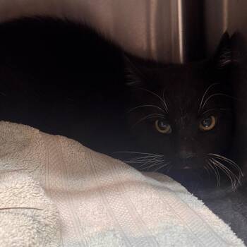 Domestic Short Hair Cats Available for Adoption - BC Chicken | PetCurious