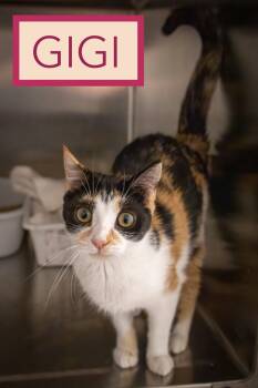 Gigi (FCID# 07/27/2026 - 8 Trainer) -  Calico Cat for Adoption in Greenville, Delaware - Gigi (FCID# 07/27/2026 - 8 Trainer) | PetCurious
