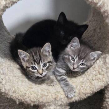 Dolly Parton -  Domestic Short Hair Cat for Adoption in Canal Winchester, Ohio - Dolly Parton | PetCurious