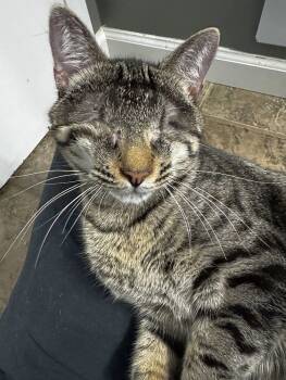 Rescue Domestic Short Hair Cats for Adoption in Powder Springs, Georgia - KIOSHI | PetCurious