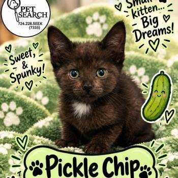 Pickle Chip -  Domestic Short Hair Cat for Adoption in Washington, Pennsylvania - Pickle Chip | PetCurious