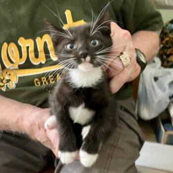 Magpie Grant (Lucy kitten) -  Domestic Short Hair Cat for Adoption in Merrifield, Virginia - Magpie Grant (Lucy Kitten) | PetCurious