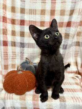 Rescue Domestic Short Hair Cats for Adoption in Ball Ground, Georgia - Tetra | PetCurious