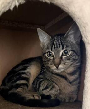 Domestic Short Hair and Tabby Cats Available for Adoption - Silas | PetCurious
