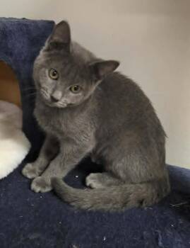 Blaire -  Domestic Short Hair Cat for Adoption in Fulton, New York - Blaire | PetCurious