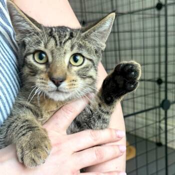 Garfield (FeLV positive) -  Domestic Short Hair Cat for Adoption in Houston, Texas - Garfield (FeLV Positive) | PetCurious