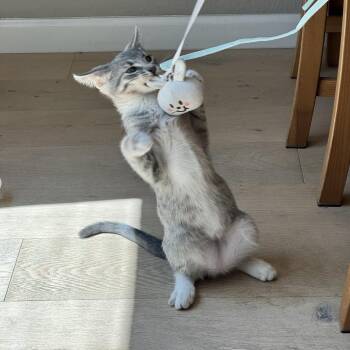 Al -  Domestic Short Hair Cat for Adoption in Pleasanton, California - Al | PetCurious