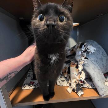 Domestic Short Hair Cats Available for Adoption in Renfrew, Pennsylvania - Ward | PetCurious