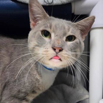 Duncan -  Domestic Short Hair Cat for Adoption in Lakeland, Florida - Duncan | PetCurious