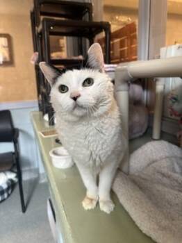 Domestic Short Hair Cats Available for Adoption - Chips Ahoy | PetCurious