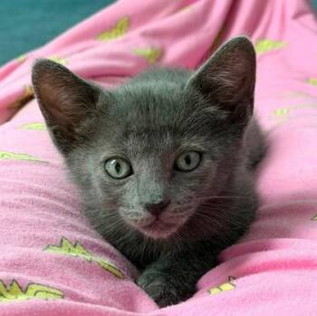 Juno -  Domestic Short Hair Cat for Adoption in Kansas City, Missouri - Juno | PetCurious