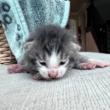 Benny -  Domestic Short Hair Cat for Adoption in San Antonio, Texas - Benny | PetCurious