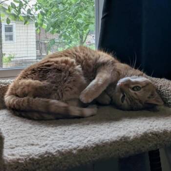 Pheebs -  Domestic Short Hair Cat for Adoption in Saint Paul, Minnesota - Pheebs | PetCurious