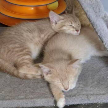 Saffron & Nugget -  Domestic Medium Hair Cat for Adoption in Barrington, Illinois - Saffron & Nugget | PetCurious