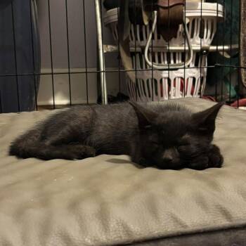 Exhaust Pipe -  Domestic Short Hair Cat for Adoption in Georgetown, Kentucky - Exhaust Pipe | PetCurious