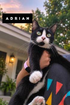 Adrian -  Domestic Short Hair Cat for Adoption in Alafaya, Florida - Adrian | PetCurious