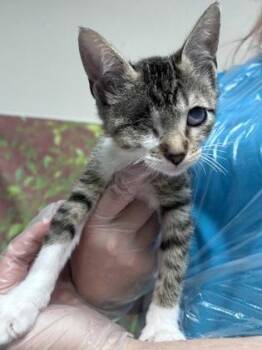 Taboo -  Domestic Short Hair Cat for Adoption in San Antonio, Texas - Taboo | PetCurious