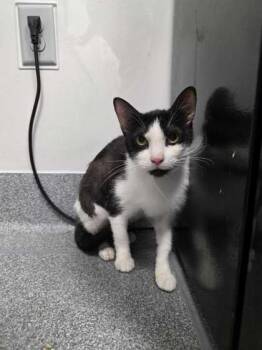 Domestic Short Hair Cats Available for Adoption in Sevierville, Tennessee - Saturn | PetCurious