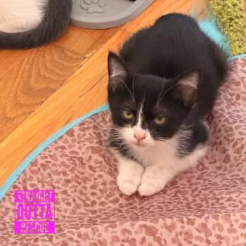 Bean -  Domestic Short Hair Cat for Adoption in Vancouver, British Columbia - Bean | PetCurious