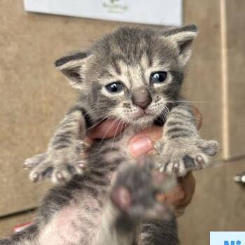 Domestic Short Hair Cats Available for Adoption in Tampa, Florida - Nick | PetCurious