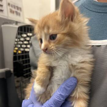 Eddy -  Domestic Long Hair Cat for Adoption in Park City, Utah - Eddy | PetCurious