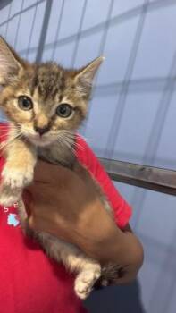 HARPER -  Domestic Short Hair Cat for Adoption in San Bernardino, California - HARPER | PetCurious