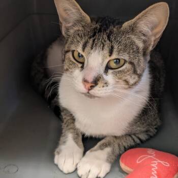 Candy -  Domestic Short Hair Cat for Adoption in Sonoma, California - Candy | PetCurious