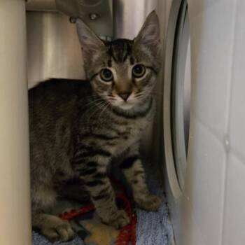 Ruby -  Domestic Short Hair Cat for Adoption in Oakland, California - Ruby | PetCurious