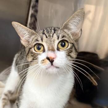 Twix -  Domestic Short Hair Cat for Adoption in Palm Springs, California - Twix | PetCurious