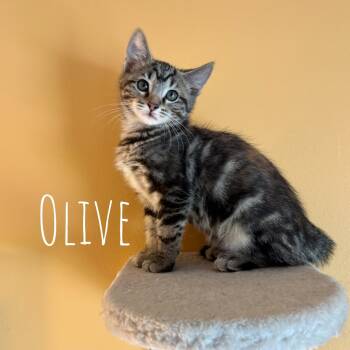 Rescue Domestic Short Hair Cats for Adoption in Washington, Pennsylvania - Olive | PetCurious