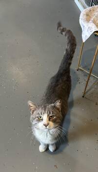 Domestic Short Hair Cats Available for Adoption in Landenberg, Pennsylvania - Tommy | PetCurious