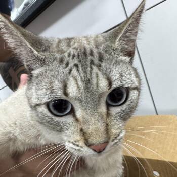 Botas -  Domestic Short Hair Cat for Adoption in Newark, New Jersey - Botas | PetCurious