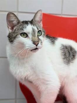 Domestic Short Hair Cats Available for Adoption in Canfield, Ohio - PORK CHOP | PetCurious