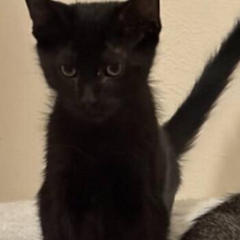 Lucky -  Domestic Short Hair Cat for Adoption in Gonzales, Louisiana - Lucky | PetCurious