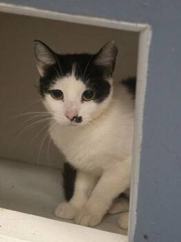 Abby -  Domestic Short Hair Cat for Adoption in West Chester, Pennsylvania - Abby | PetCurious