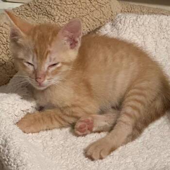 Domestic Short Hair Cats Available for Adoption in Austin, Texas - Bus Driver 8 | PetCurious