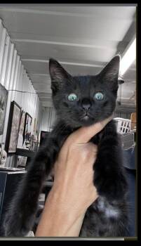 Chip -  Domestic Short Hair Cat for Adoption in Lafayette, Colorado - Chip | PetCurious