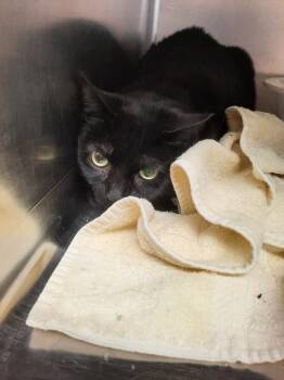 Kiva -  Domestic Short Hair Cat for Adoption in Lima, Ohio - Kiva | PetCurious