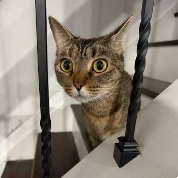 Domestic Short Hair Cats Available for Adoption in Roanoke, Virginia - Lacy | PetCurious