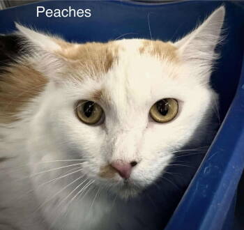 Rescue Domestic Short Hair Cats for Adoption in St. George, Utah - Peaches | PetCurious