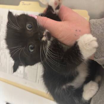 Rescue Domestic Short Hair Cats for Adoption in Pekin, Illinois - Janet | PetCurious