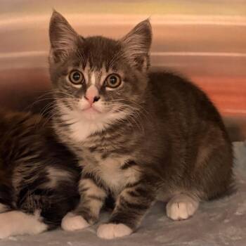 Domestic Long Hair Cats Available for Adoption in Keizer, Oregon - Dip | PetCurious