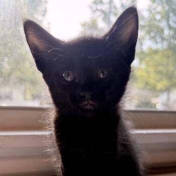 American Bobtail and Domestic Short Hair Cats Available for Adoption in Brownsboro, Alabama - Pip | PetCurious