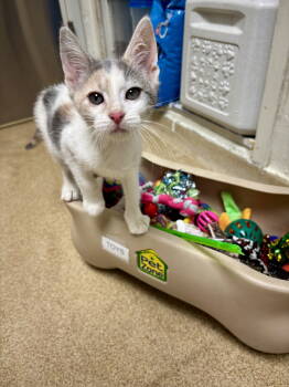 Rescue Domestic Short Hair Cats for Adoption in Brick Township, New Jersey - Ivory | PetCurious