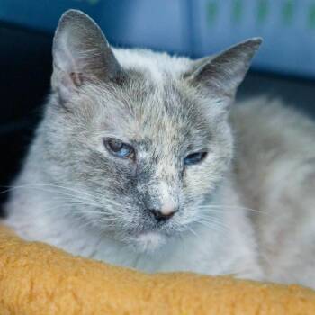 Cooper -  Siamese Cat for Adoption in Hot Springs, Arkansas - Cooper | PetCurious
