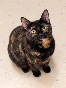 Angel (Tiff-fostered in New England) -  Tortoiseshell and Domestic Short Hair Cat for Adoption in Brighton, Tennessee - Angel (Tiff-fostered In New England) | PetCurious