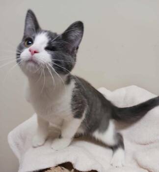 Rescue Domestic Short Hair Cats for Adoption in Fremont, Ohio - Pumpkin | PetCurious