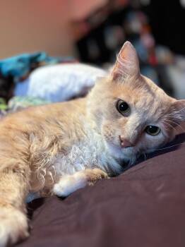 Petrie -  Domestic Short Hair Cat for Adoption in New York, New York - Petrie | PetCurious